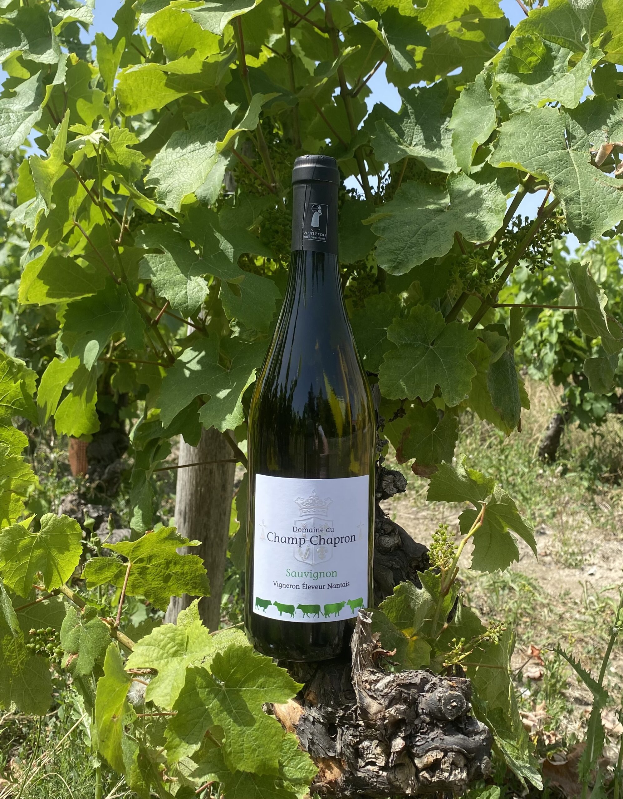 Sauvignon - Val de Loire – Image 2