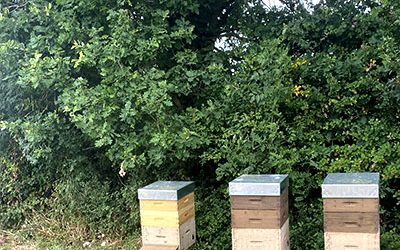 Viticulture et apiculture : trois ruches s’installent au Domaine du Champ Chapron